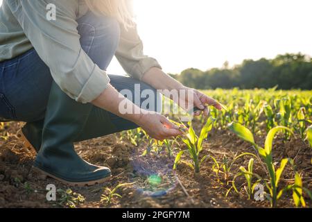 Femme agriculteur examinant la plantule de maïs au champ. Jardinage de printemps. Activité agricole Banque D'Images