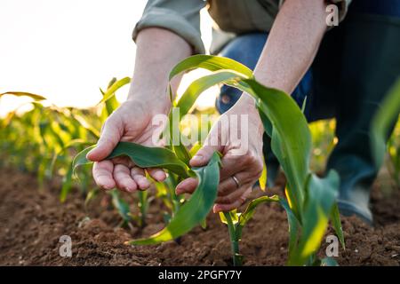 Femme agronome inspectant le semis de maïs. Agriculteur examinant une plante de maïs au champ. Activité agricole Banque D'Images