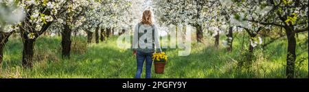 Printemps dans le verger de cerisiers en fleurs. Femme avec des fleurs de jonquille dans le panier en osier marche à l'extérieur. Vue panoramique Banque D'Images
