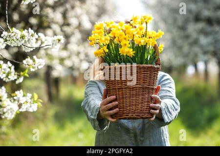 Femme avec des fleurs de jonquille dans le panier debout dans le verger de cerise en fleur. Saison de printemps Banque D'Images