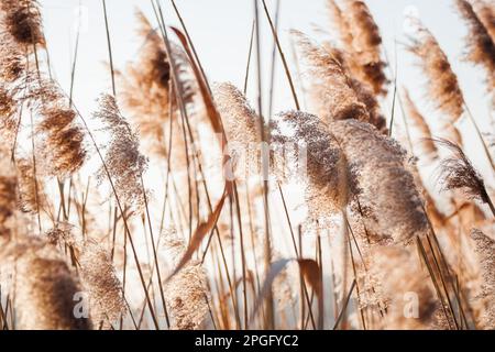 Reed herbe dans le vent au lac. Arrière-plan naturel avec mise au point douce et couleurs pastel Banque D'Images