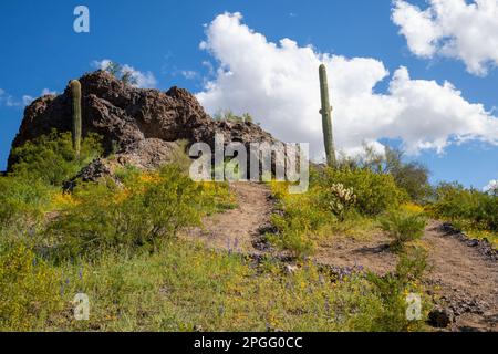 Fleurs en fleurs dans le désert de Sonoran au parc national de Picacho Peak Banque D'Images