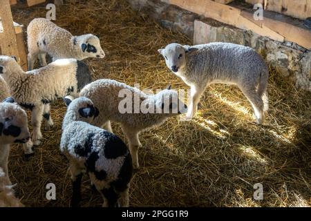 Troupeau de moutons et d'agneaux dans une cabine ouverte de la ferme. Travailler avec des animaux domestiques sur la ferme Banque D'Images