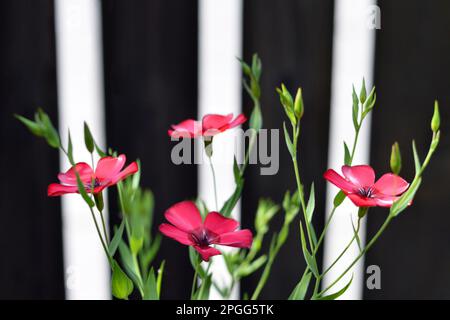 Gros plan de fleurs de lin rouge Banque D'Images