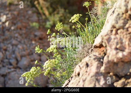 Plante de fenouil de mer poussant sur les rochers Banque D'Images