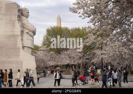 Washington, États-Unis. 22nd mars 2023. Le roi Martin Luther et le monument de Washington sont vus en arrière-plan tandis que les cerisiers en fleurs atteignent le sommet du bassin de marée mercredi, à 22 mars 2023. Le Service des parcs nationaux prévoit une floraison de pointe qui se produira de 22 mars à 25 mars cette année. Photo de Ken Cedeno/UPI . Crédit : UPI/Alay Live News Banque D'Images