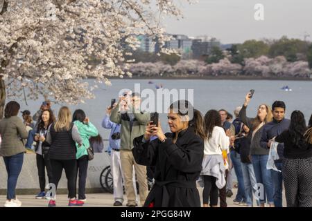 Washington, États-Unis. 22nd mars 2023. Les touristes prennent des photos de cerisiers en fleurs près du pic de floraison au bassin de Tidal mercredi, 22 mars 2023. Le Service des parcs nationaux prévoit une floraison de pointe qui se produira de 22 mars à 25 mars cette année. Photo de Ken Cedeno/UPI . Crédit : UPI/Alay Live News Banque D'Images