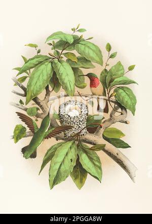 Colibri à gorge rubis. Illustration de nids et d'oiseaux. Belle plaque lithographique colorée d'un livre antique de nids, d'oeufs et d'oiseaux (1882). Banque D'Images