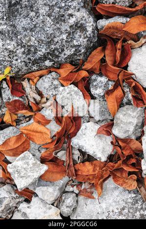 Feuilles sèches tombées entre les pierres des arbres dans les ruines de San Gervasio Banque D'Images