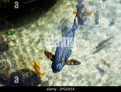 Hawaïen tropical Uhu, parrotfish avec Tang jaune dans l'eau peu profonde Banque D'Images