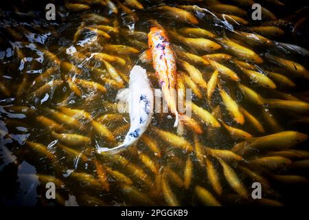 Grand Koi nageant dans un étang avec plus petit Carp Banque D'Images