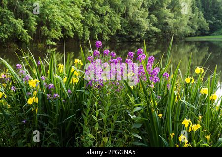 Plantes à fleurs d'été par l'eau Selketal-Stieg Harz Banque D'Images