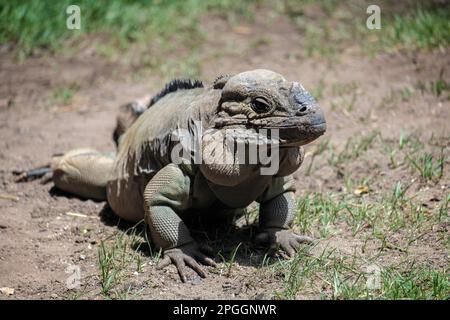 Iguane rhinocéros (Cyclura cornuta) dans le Bioparc Fuengirola Banque D'Images