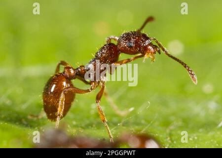 Fourmis de jardin rouge, fourmis de nœud jaune rouge, fourmis de jardin rouge (Myrmica rubra), fourmis de nœud jaune rouge, autres animaux, insectes, animaux, Ants, Adulte rouge ant Banque D'Images