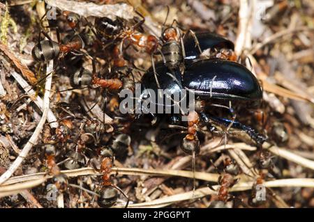 Travailleurs de Southern Wood Ant (Formica rufa), groupe faisant glisser le biolet Ground Beetle (Carabus violaceus) dans le nid, réserve Arne RSPB, Dorset, Angleterre Banque D'Images