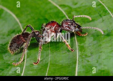 Ant Bullet (Paraponera clavata) adulte, debout sur la feuille dans la forêt tropicale, province de Tortuguero N. P. Limon, Costa Rica Banque D'Images