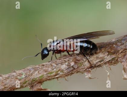 Ant de bois du Sud (Formica rufa) adulte femelle, reine ailé, vallée de Cannobina, Alpes italiennes, Piémont, Italie Banque D'Images