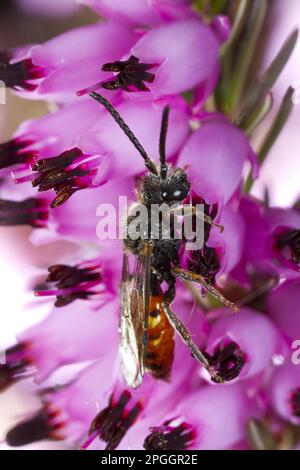 L'abeille nomade de Fabricius (Nomada fabriciana), mâle adulte, se nourrissant de la fleur de bruyère (Erica sp.) Dans le jardin, Powys, pays de Galles, Royaume-Uni Banque D'Images