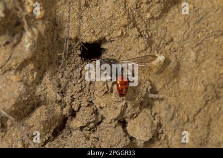 L'abeille nomade de Fabricius (Nomada fabriciana), adulte, dans le terrier de l'abeille minière de gwynne (Andrena bicolor), Norfolk, Angleterre, Royaume-Uni Banque D'Images