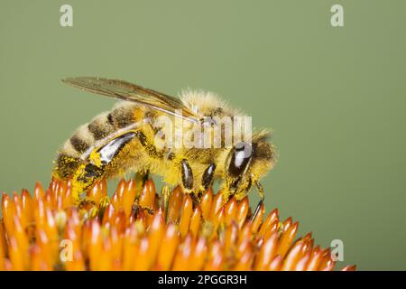 Abeille occidentale (APIs mellifera) adulte, couvert (échinacée) de pollen, se nourrissant de fleurs, Essex, Angleterre, Royaume-Uni Banque D'Images