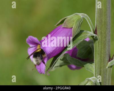 Bumblebee à queue blanche (Bombus lucorum) adulte, se nourrissant de la fleur de Foxglove (Digitalis purpurea) dans un jardin urbain, Leicestershire, Angleterre Banque D'Images