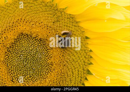 Bumblebee à queue chambrée (Bombus terrestris) adulte, se nourrissant de tournesol (Helianthus annuus) dans le champ, Lincolnshire, Angleterre, Royaume-Uni Banque D'Images