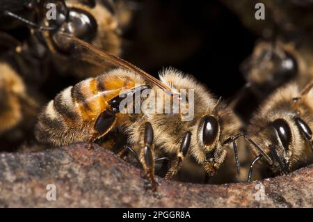 WESTERN Honey Bee (APIS mellifera) garde les travailleurs, garde l'entrée des nids, nichant dans la chambre de la fontaine Thames, comportement extrêmement inhabituel comme Banque D'Images