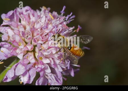 Petite abeille minière avec scabiosa (Andrena marginata), adulte, se nourrissant de la fleur de la petite scabiosa (Scabiosa columbaria), Breckland, Norfolk Banque D'Images