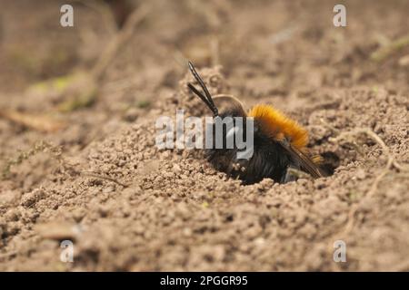 Andrena armata, abeille à fourrure rouge, abeille à sable rouge renard, abeille à terre rouge renard, abeille minière tawny (Andrena fulva), abeille à sable rouge renard, abeille à terre rouge renard Banque D'Images