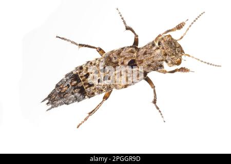 Carrione, Staphylinidae, autres animaux, insectes, coléoptères, Animaux, Rove à poil long coléoptère à poil long (Creophilus maxillosus) adulte Banque D'Images