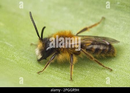 Andrena armata, abeille à sable rouge, abeille à sable rouge renard, abeille à terre rouge renard, abeille minière tawny (Andrena fulva), abeille à sable rouge renard, abeille à terre rouge renard Banque D'Images