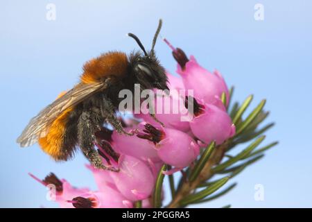 Andrena armata, abeille à sable rouge, abeille à sable rouge renard, abeille à terre rouge renard, abeille minière tawny (Andrena fulva), abeille à sable rouge renard, abeille à terre rouge renard Banque D'Images