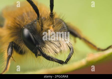 Andrena armata, abeille à sable rouge, abeille à sable rouge renard, abeille à terre rouge renard, abeille minière tawny (Andrena fulva), abeille à sable rouge renard, abeille à terre rouge renard Banque D'Images