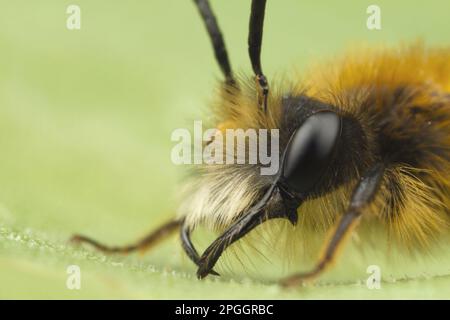 Andrena armata, abeille à sable rouge, abeille à sable rouge renard, abeille à terre rouge renard, abeille minière tawny (Andrena fulva), abeille à sable rouge renard, abeille à terre rouge renard Banque D'Images