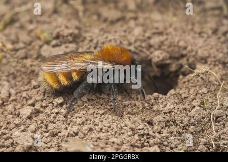 Andrena armata, abeille à sable rouge, abeille à sable rouge renard, abeille à terre rouge renard, abeille minière tawny (Andrena fulva), abeille à sable rouge renard, abeille à terre rouge renard Banque D'Images