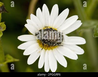 Dendroctone du deuil, dendroctone tachetée blanche (Oxythyrea funesta), autres animaux, insectes, coléoptères, animaux, Chafer Beetle adulte, se nourrissant de l'œil-de-bœuf Banque D'Images