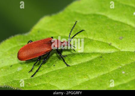 Pyrochromie de feu à tête rouge, cardinal à tête rouge (Pyrochroma serraticornis), pyrochromie de feu à tête rouge, pyromane de feu à tête rouge, autres animaux, insectes Banque D'Images