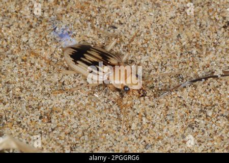 Beachcomber Beetle (Nebria complanata) adulte, sous les débris de strandline sur la plage, Gower Peninsula, Glamorgan, pays de Galles, Royaume-Uni Banque D'Images