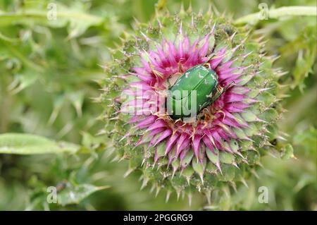 Sécateur de roses (Cetonia aurata) adulte, reposant dans la fleur de Musk Thistle (Carduus nutans), Bulgarie Banque D'Images