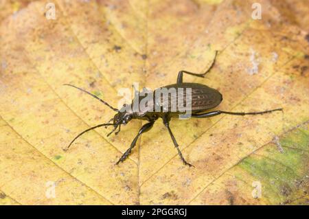 Béette broyée (Carabus granulatus) adulte, debout sur la feuille tombée, Angleterre, Royaume-Uni Banque D'Images