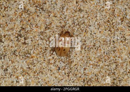 Darkling Beetle (Phaleria cadaverina) adulte, sous les débris de la ligne de bois sur la plage, péninsule de Gower, Glamorgan, pays de Galles, Royaume-Uni Banque D'Images