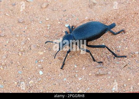 Darkling Beetle (Eleodes obscurus) adulte, marche sur le sable, Arches N. P. Utah (U.) S. A. Banque D'Images