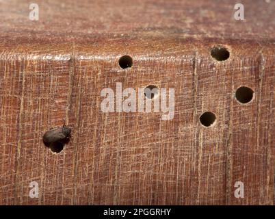 Meubles communs Beetle (Anobium punctatum) adulte, avec trous larvaires et terriers dans des meubles en pin, Lancashire, Angleterre, Royaume-Uni Banque D'Images