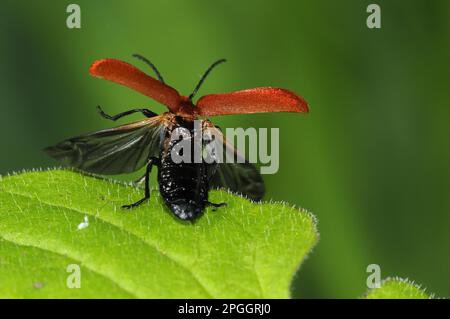 Pyrochromie de feu à tête rouge, cardinal à tête rouge (Pyrochroma serraticornis), pyrochromie de feu à tête rouge, pyromane de feu à tête rouge, autres animaux, insectes Banque D'Images