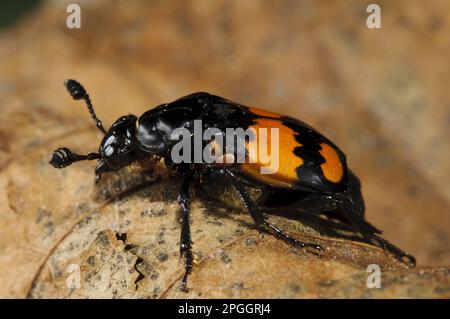 Common Sexton Beetle (Nicrophorus vespilloides) adulte, marchant au-dessus de la feuille morte, Clumber Park, Notinghamshire, Angleterre, Royaume-Uni Banque D'Images