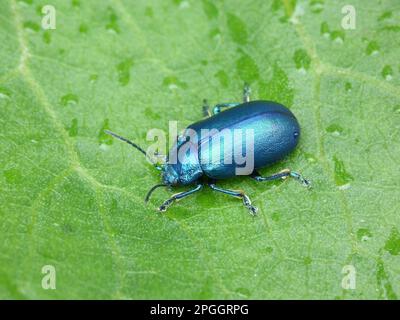 Beetle foliaire (Chrysolina geminata) adulte, reposant sur une feuille avec des gouttes de pluie, Dolomites, Alpes italiennes, Italie Banque D'Images