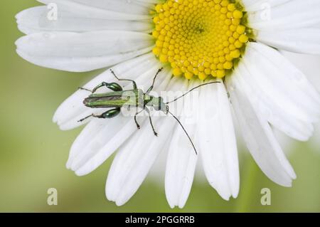 Beetle de fleur à pattes épaisses (Oedemera nobilis) adulte mâle, reposant sur la fleur, Angleterre, Royaume-Uni Banque D'Images