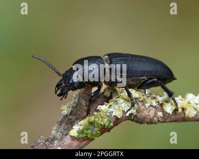 Longicorne noire (Spondylis bupretoides) adulte, reposant sur une branche couverte de lichen, vallée de Cannobina, Alpes italiennes, Piémont, Italie du Nord Banque D'Images