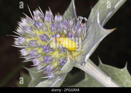 Coléoptère de soufre (Cteniopus sulfureus) adulte, sur des fleurs de houx (Eryngium maritimum), sur des dunes de sable, péninsule de Gower, Glamorgan, pays de Galles, Unis Banque D'Images