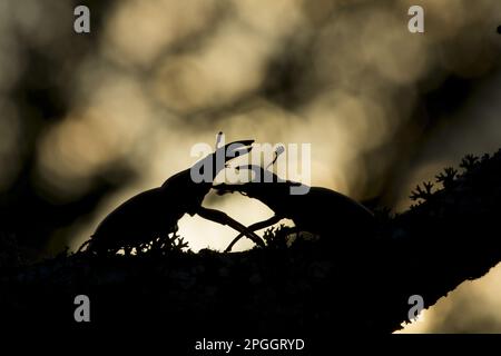 Grand Stag Beetle (Lucanus cervus) deux mâles adultes, combattant, silhoueté sur la branche, Bulgarie Banque D'Images